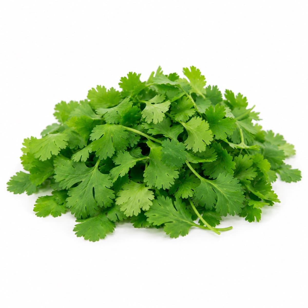 cilantro